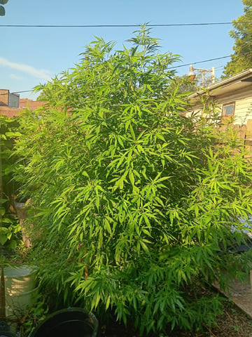 Integrity Garden 