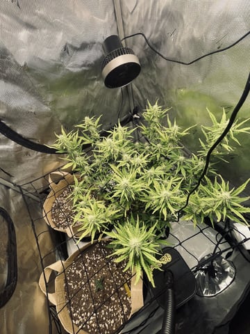 3x3 Grow — flower, day 21