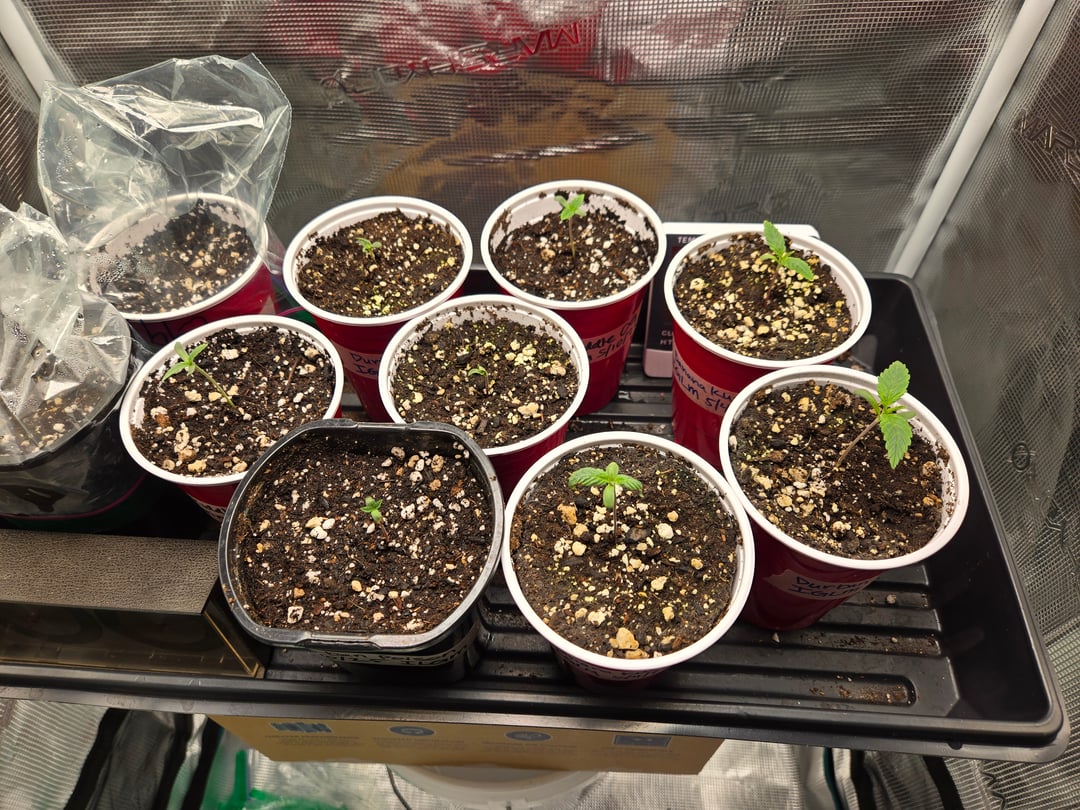 Banana Kush / Durban Poison / C99-Riddle OG