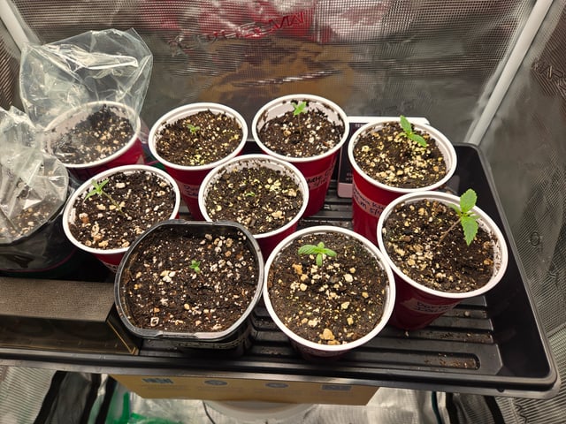 Banana Kush / Durban Poison / C99-Riddle OG — seedling_rooting, day 1
