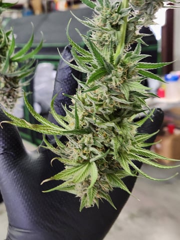 Blue — flower, day 33