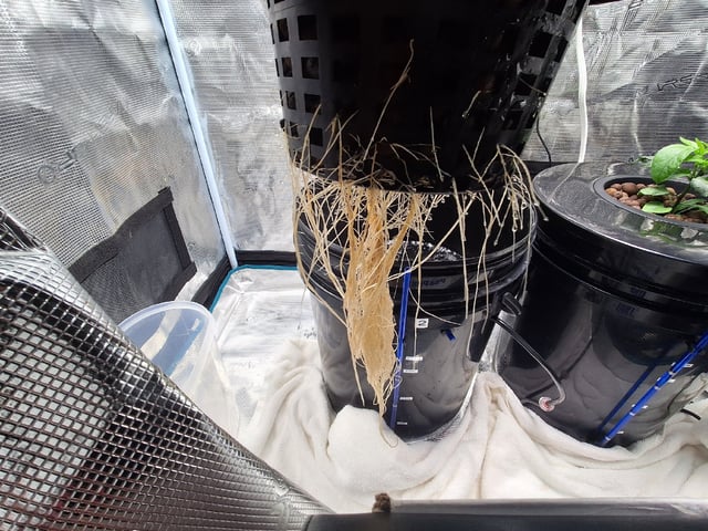 JALAPEÑO 🌶 — vegetative, day 61