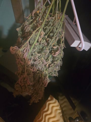 First Autoflower Indoor — done, day 51