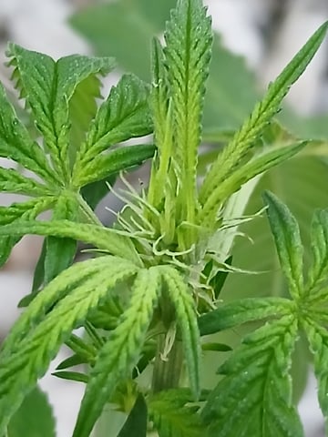 Gas#1? — vegetative, day 29