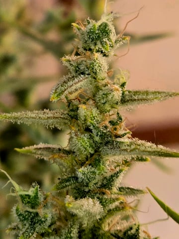 First Autoflower Indoor — flower, day 32