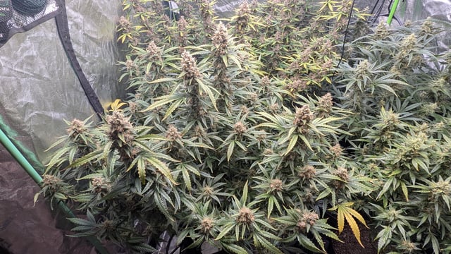 Strawberry Cheesecake Seedsman Seeds Autoflowers x2 — flower, day 93