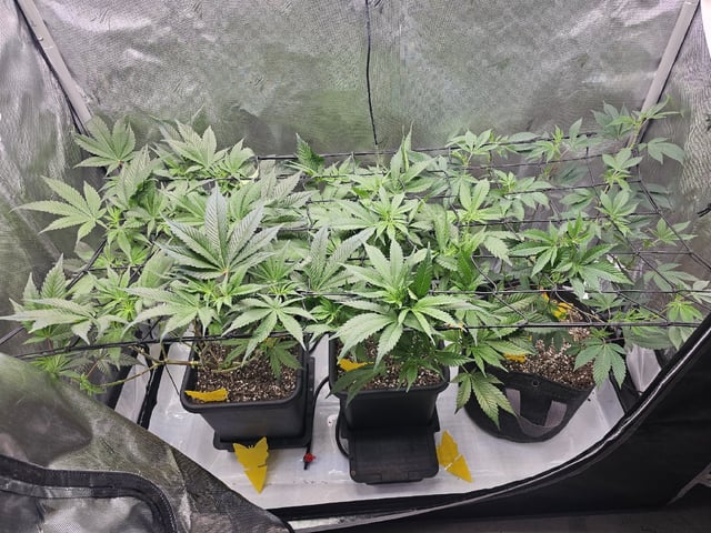 First Grow