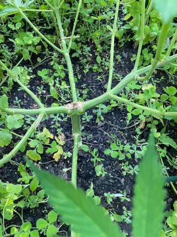 queen of soul X cap junky  — vegetative, day 81