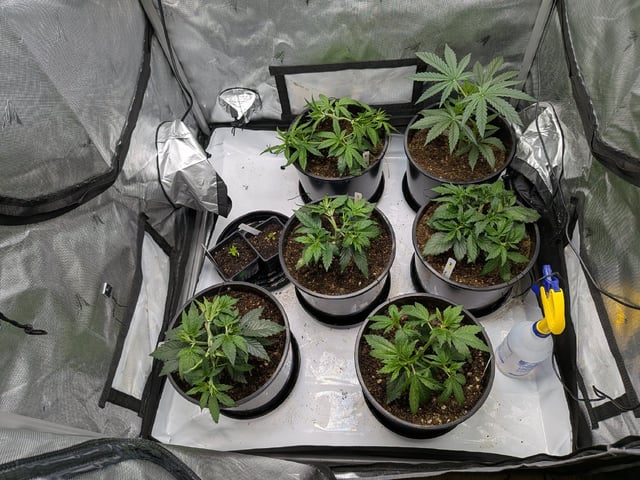 Grow Tent Starts — vegetative, day 44