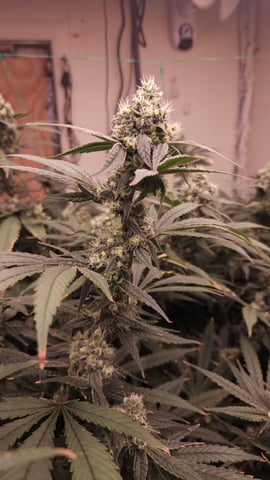 DNA Genetics Kosher Cookies rockwool run round 2 — flower, day 85