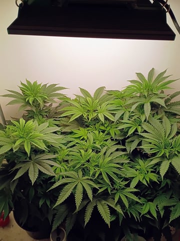 Lokie OG x Permanent Marker — vegetative, day 48