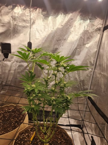 First time — flower, day 119