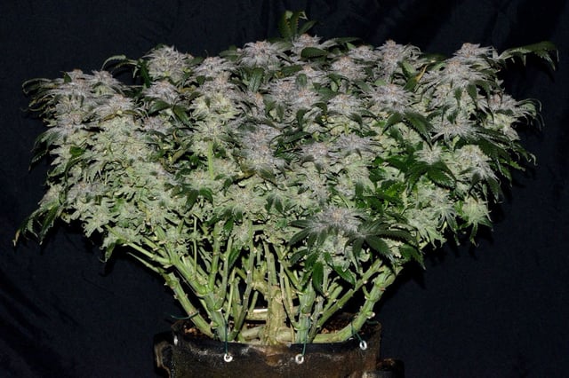 blackberry marshmallows  — harvest, day 139