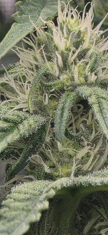 Maple Nectar  — flower, day 63