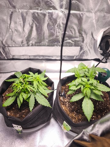 New grow — vegetative, day 22