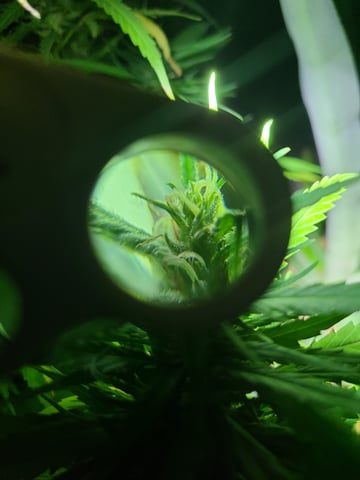 March 14 — harvest, day 67