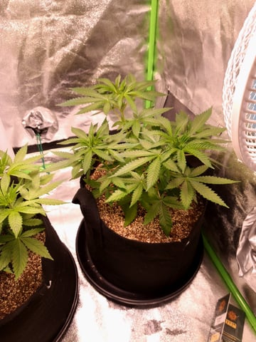 Pineapple Chunk/Runtz — vegetative, day 57