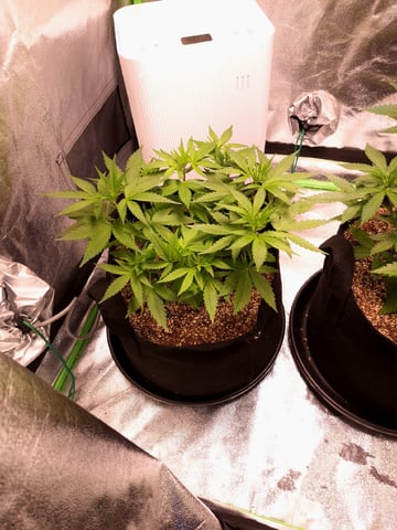 Pineapple Chunk/Runtz — vegetative, day 57