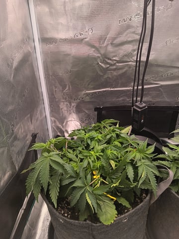 Master Kush — vegetative, day 27