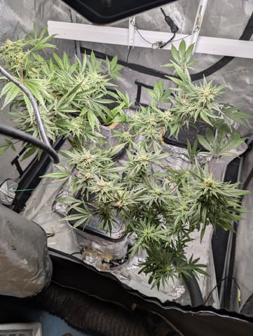 Black African Magic feminization  — flower, day 56
