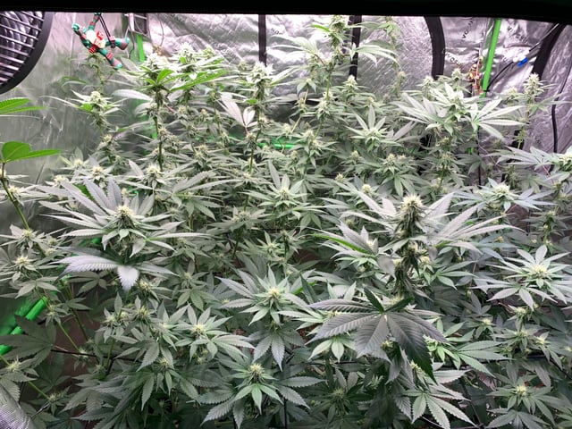 Papaya Frosting  — flower, day 88