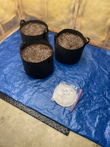 Banana Kush Auto Seed Supreme — germination, day 2