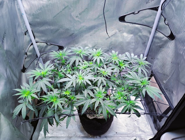 Athena Run  — flower, day 54