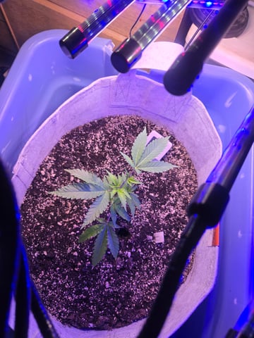 Looking for advice! — vegetative, day 4
