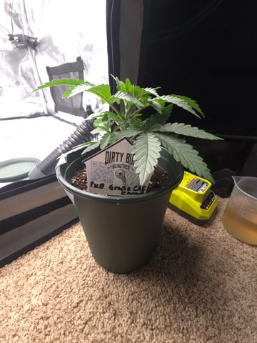 Dirty Bird - Thousand Island Fem & Platinum Kush Breath Remix x Grape Cakehead Fem Photo  — vegetative, day 18