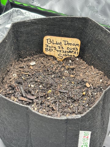 Round 1 — seedling_rooting, day 9