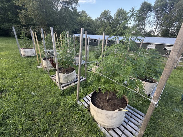 2026 Grow — vegetative, day 37