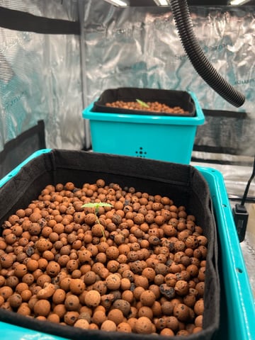 Auto Flower #1 — seedling_rooting, day 7