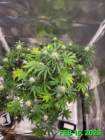 Dos Si Dos. Indica — flower, day 53