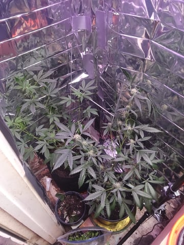 Queen Royal Autoflower  — flower, day 104