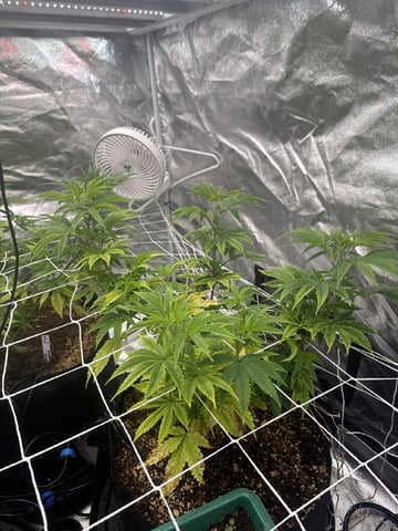 first indoor — vegetative, day 60