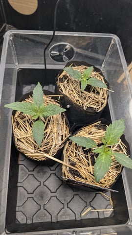 mephisto winter 2026 — vegetative, day 10