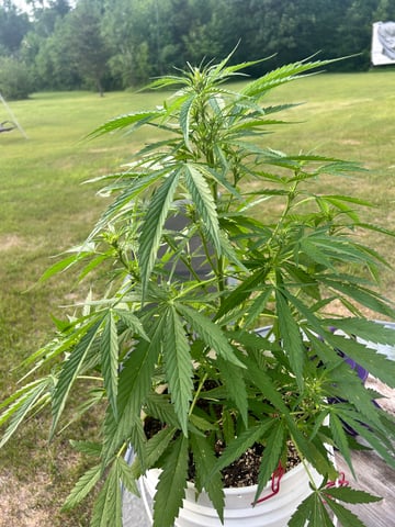 First ever grow — flower, day 59