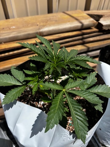 Autoflowers — vegetative, day 21