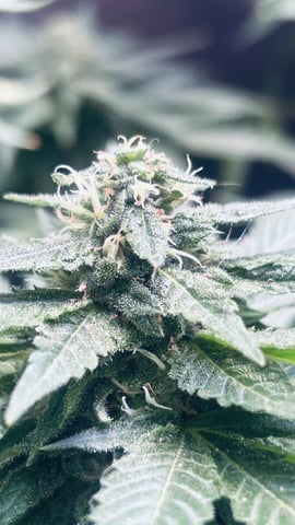first indoor tent grow — flower, day 190