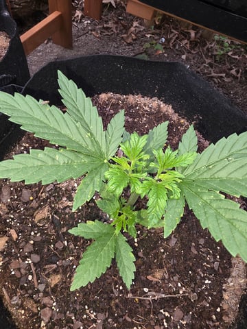 lemon drizz — vegetative, day 14