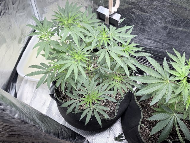 New LADIEZZ — vegetative, day 51