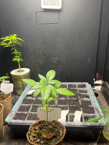 Gushers — vegetative, day 23