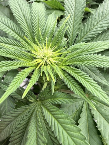 Goofy’s Grow  — flower, day 76