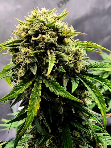 Homegrown - 🍒 🥧 & GSC Auto, 🚀 Seeds 🍌 Buttercups  — flower, day 63