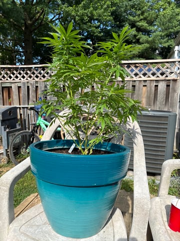 2nd grow  — flower, day 1