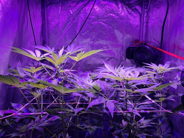 II — flower, day 52