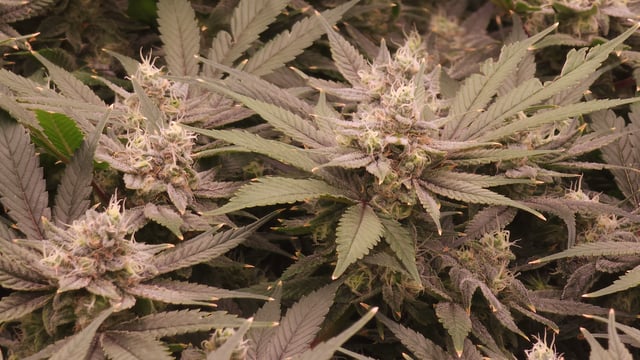 3rd run, 8 plant mom hunt - indoor top fed DTW with rockwool — flower, day 147