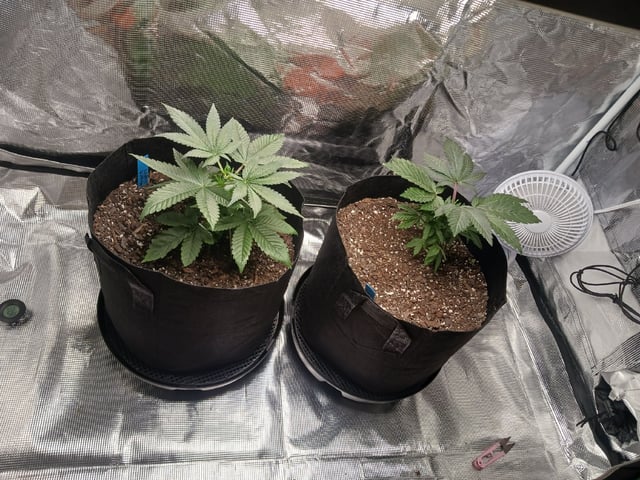 4th Grow — vegetative, day 9