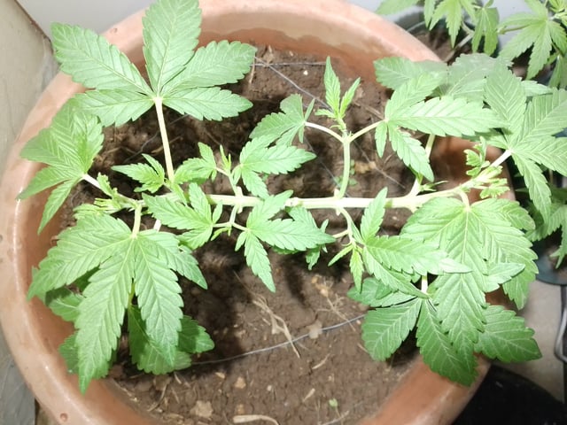 My 1st grow 2 big pots 9 small containers — vegetative, day 26