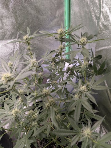 Early Girl — flower, day 58